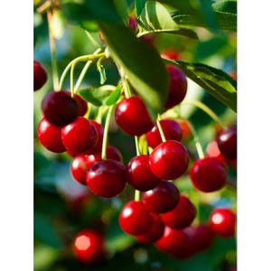 May include: A close-up shot of a cluster of ripe, red cherries hanging from a tree branch. The cherries are a deep, vibrant red color, with a glossy sheen. Green leaves provide a contrasting backdrop.