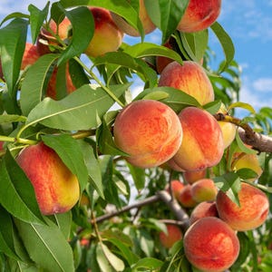 Reliance Peach Tree, Live Peach Fruit Tree 1-2 Ft in 1 Gallon Pot for Home Garden & Backyard Orchard