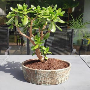 Könnte beinhalten: Eine Jade-Pflanze in einem runden, verwitterten Keramiktopf. Die Pflanze hat kleine, abgerundete grüne Blätter und einen braunen Stamm. Der Topf hat eine gesprenkelte grün-braune Farbe und steht auf einem grauen Tisch. Die Pflanze befindet sich im Freien im natürlichen Licht.