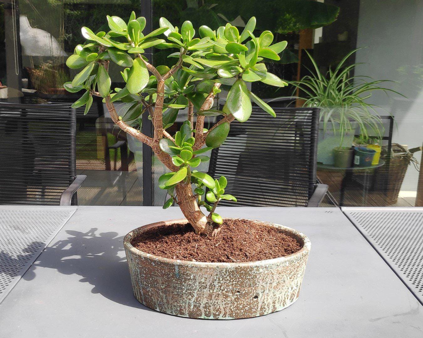 Bonsai pot - Etsy 日本