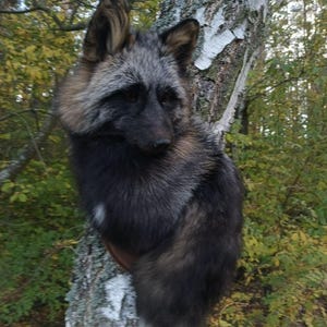 May include: A handcrafted faux fur fox headpiece featuring a blend of charcoal, silver, and brown tones with a white-tipped tail. The accessory has pointed ears, dark eyes, and a realistic snout, designed to be worn as a costume or accessory.