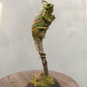 Può includere: Scultura dettagliata di un camaleonte appollaiato su un piccolo ramo, che mostra una miscela di tonalità verdi, gialle e marroni. Il camaleonte è montato su una base di legno con muschio e piccoli ramoscelli.
