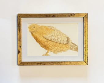 Red-Shouldered Hawk Watercolor Art Print – Raptor Illustration (4x6 inches)