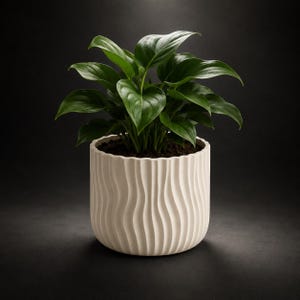 Peut inclure: Une plante verte aux feuilles luxuriantes est placée dans un pot cylindrique blanc cassé. Le pot présente une texture verticale ondulée et nervurée sur toute sa surface extérieure, offrant un aspect tactile tout en contenant la terre sombre.