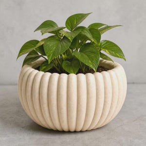 May include: A cream-colored, ribbed planter pot filled with a green leafy plant. The pot has a rounded shape and a textured surface. The plant has large, heart-shaped leaves with yellow variegation. The pot is sitting on a gray surface.