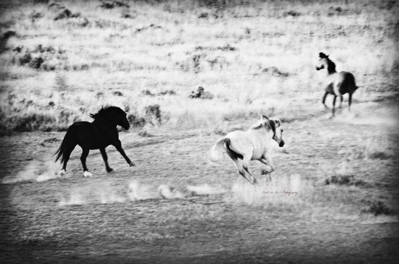 Wild Mustangs of Wyoming in Black and White Wild Horses | Etsy
