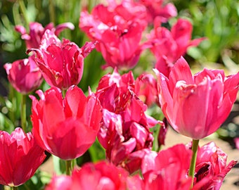 Red Tulips, Yellow Tulips, Rainbow Tulips, Tulip Fields Fine Art Photography