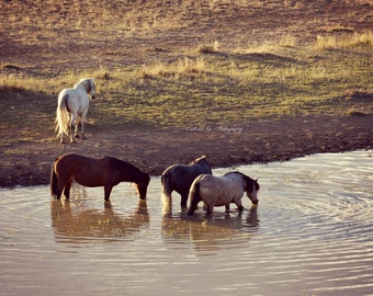 Wild Mustangs of Wyoming at Watering Hole. Wild Horses Fine Art Photography