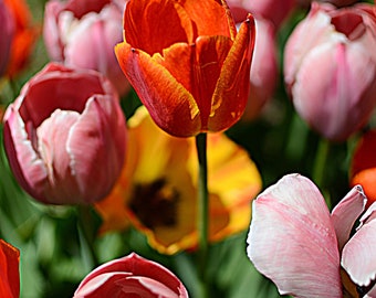 Tulip Fields, Tulip Explosion, Holland Ridge Farms Tulips, Floral Photography, Floral Wall Art, Spring has Sprung