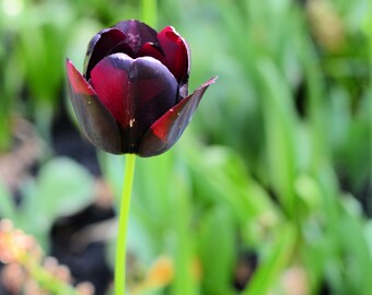 Tulips, Passion Flowers, Fuschia, Fresh Flowers, Flora, Spring Flowers, Fine Art Photography Collection 8x10.