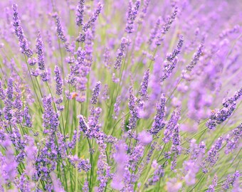 Lavender Fields, Lavender Love, Fields of Lavender, Lavender Fine Art Photography Print, 8x10