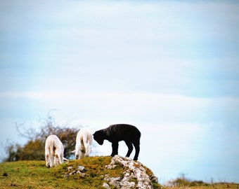 The Black Sheep. Irish Sheep. Pastoral, Vintage, Farmhouse Artwork, Counting Sheep