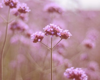 Lavender Fields, Wildildflowers