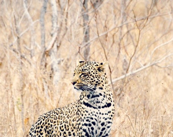 African Safari Fine Art Photography, Female Leopard , Male Leopard, Elusive Leopard. Leopard Spots, Big Five Animals