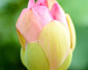 Waterlily, Waterlily Pond Flowers, Wall Art, Floral Print Photography, Wall Decor, Floral Art Prints