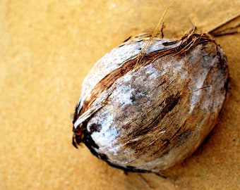 A lone Coconut. Beach. Sand. Ocean Photography. Fine Art Photography 8x12