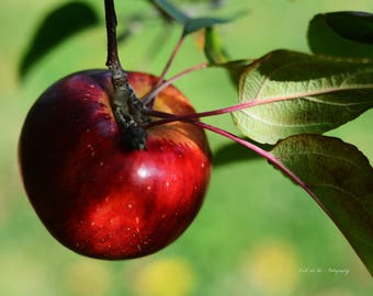 Red Delicious Apple Print. Food Photography. Once Upon a Time. Like a Fairy tale - Professional Print.