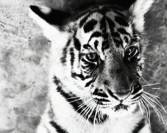 Safari Fine Art Photography - 12x18  Tiger Cub, Black&White Tiger, Stripes, Cute Cuddly Tigers, Tiger eyes, Thailand Tigers