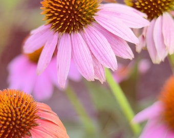 Cone Flowers, Echinacea Flowers, Wildflowers, Flower Fields, Floral Photography, Floral Prints