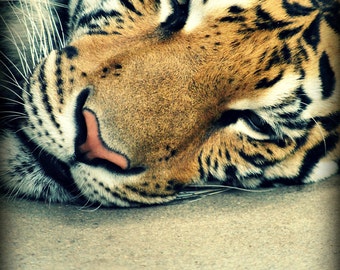 Safari Fine Art Photography - "8*12"  Tiger Slumber Tiger Stripes Thailand Tigers Sleepy Tiger