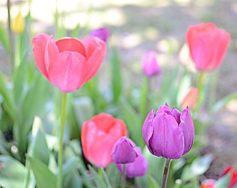 Tulip Fields, Tulip explosion, Tulip Love, Tulip Photography Wall Art, Holland Ridge Farms Tulips