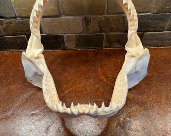 Mandíbula de tiburón toro 01 - 10 1/4" pulgadas