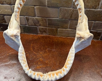 Mandíbula de tiburón toro 03 - 12 1/2" pulgadas