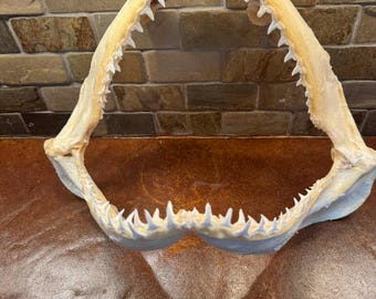 Mandíbula de tiburón limón 01 - 15 7/8" pulgadas
