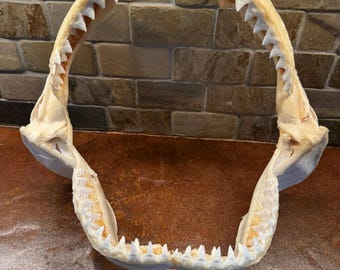 Mandíbula de tiburón toro 05 - 13 1/4" pulgadas