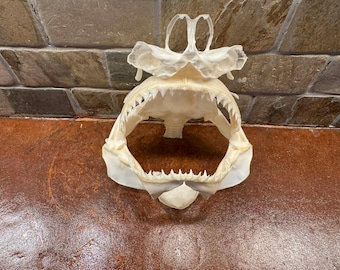 Cráneo de tiburón toro 01