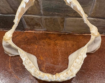 Mandíbula de tiburón tigre 01 - 7 7/8" pulgadas