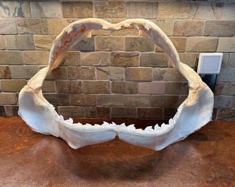 Tiburón tigre Jaw 06 - 24" pulgadas