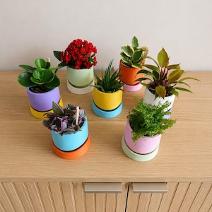 Peut inclure: Plusieurs petits pots de fleurs colorés, chacun contenant une plante différente. Les pots sont peints dans diverses couleurs vives, notamment le violet, le jaune, l'orange et le rose, avec des bases contrastantes. Les plantes présentent des feuilles vertes et rouges.