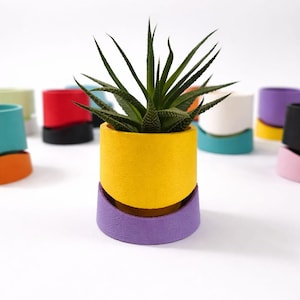 Peut inclure: Un pot de fleurs bicolore jaune et violet avec une plante succulente. Le pot cylindrique a une section supérieure jaune et une base violette. D'autres pots colorés sont en arrière-plan. La plante a de longues feuilles vertes pointues.