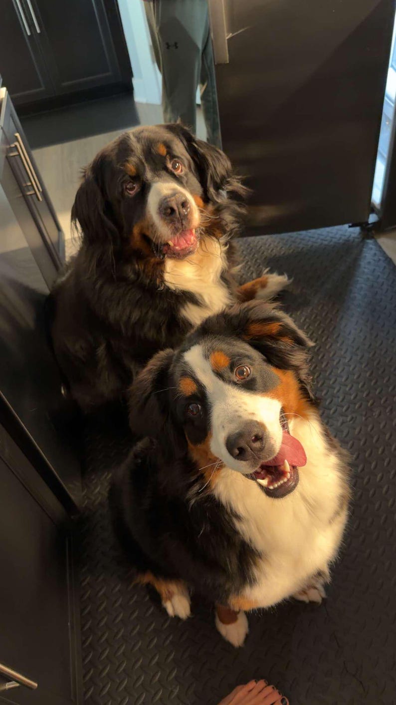 Picture of Personalized Bernese Decor - Etsy