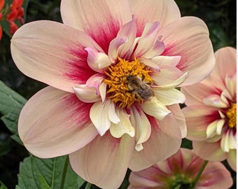 Rhubarb & Custard Dahlia / Pre-Order Rooted Cutting