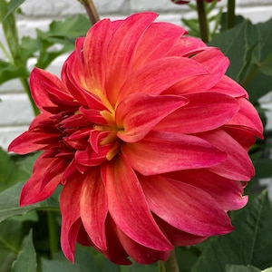 Ms. Prissy Dahlia / Fall 2026 Pre-Order for one well rooted dahlia cutting.