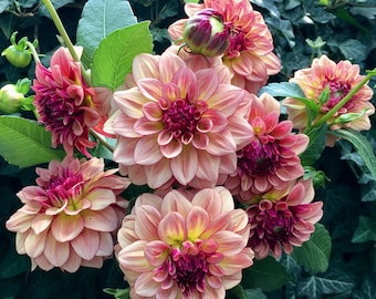 KA’s Mocha Katie Dahlia / Pre-Order Rooted Cutting