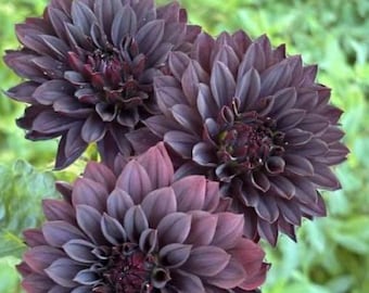 Czarny Charakter Dahlia / Fall 2026 Rooted Cutting