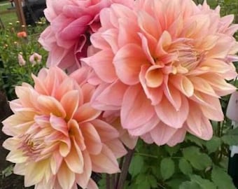 Dalia Sugaree de Lee / Esqueje enraizado para preordenar