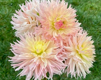 Dalia Champagne Hapet / Esqueje enraizado para preordenar