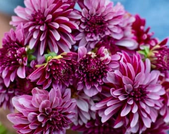 Dalia Salish Twilight Girl / Esqueje enraizado