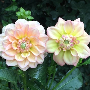 May include: Two dahlias in full bloom, showcasing a blend of soft peach, yellow, and pink hues. The petals are arranged in a layered pattern, with a green center. The background is a dark green, leafy backdrop.
