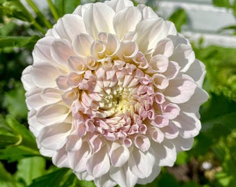 KA's Bella Luna Dahlia / Pre-order geworteld stekje