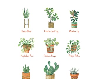 House Plants 11x14 Print