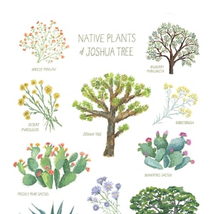 May include: Watercolor illustration of native plants of Joshua Tree, including apricot mallow, desert marigolds, Joshua tree, prickly pear cactus, century agave, bigberry manzanita, rabbitbrush, beavertail cactus, mojave-aster, and California juniper.