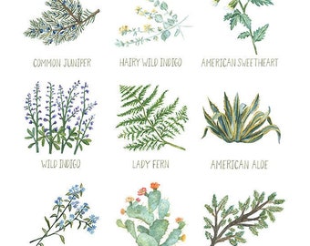 North American Plants Art Print