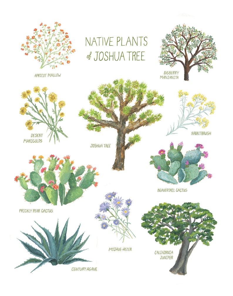 May include: Watercolor illustration of native plants of Joshua Tree, including apricot mallow, desert marigolds, Joshua tree, prickly pear cactus, century agave, bigberry manzanita, rabbitbrush, beavertail cactus, mojave-aster, and California juniper.