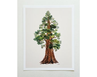11x14 Sequoia Tree Painting