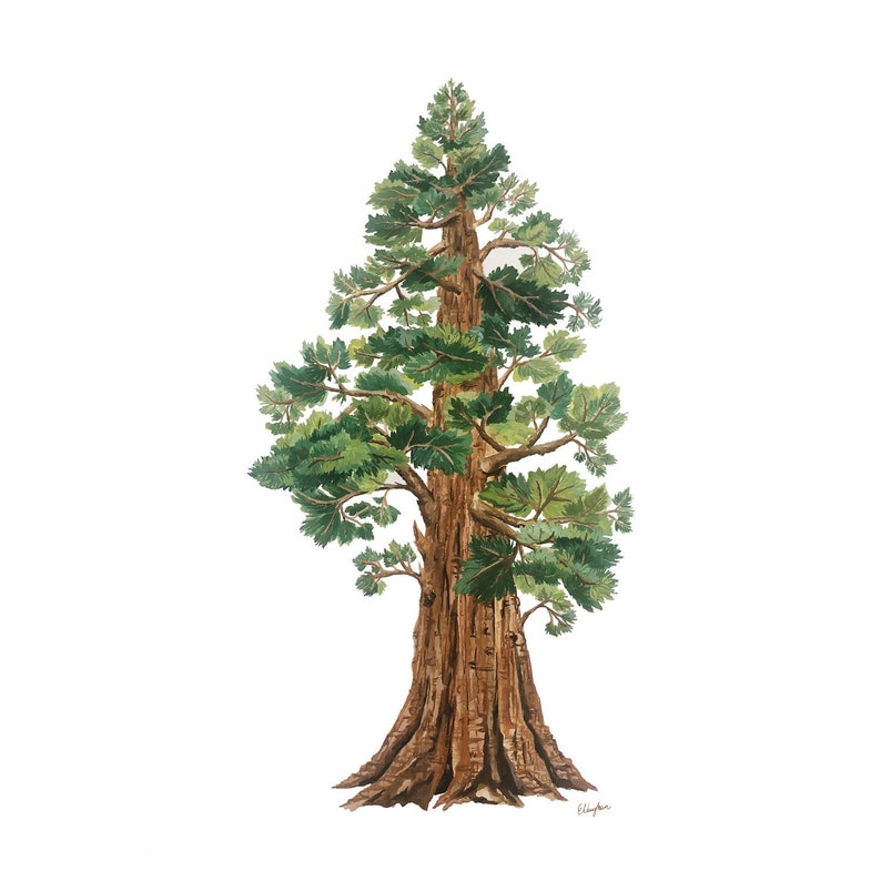 Sequoia Tree Print: Large Gouache Painting on Matte Paper (18x24) bild 5